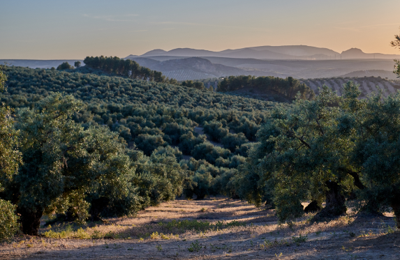 Imagen representando sostenibilidad