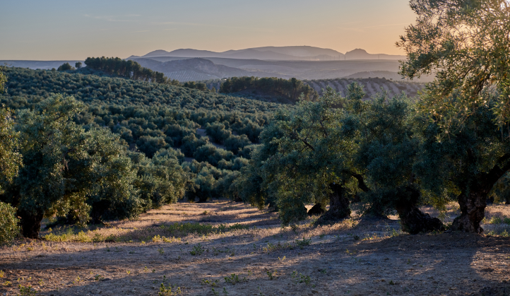 Imagen representando DCOOP